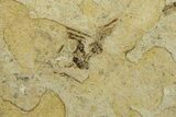 Partial Fossil Crane Fly (Tipula) - France #294138-1